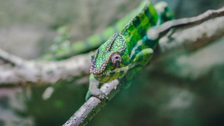 Why Do Chameleons Get Black Spots?