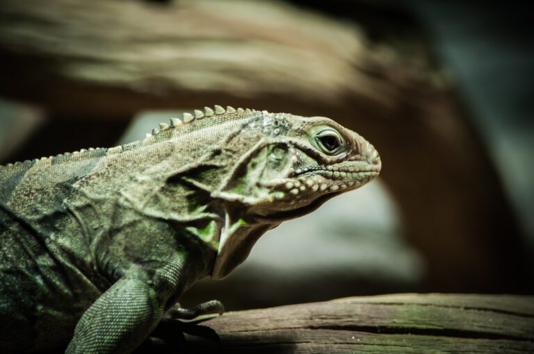 Are Bearded Dragons Ticklish?