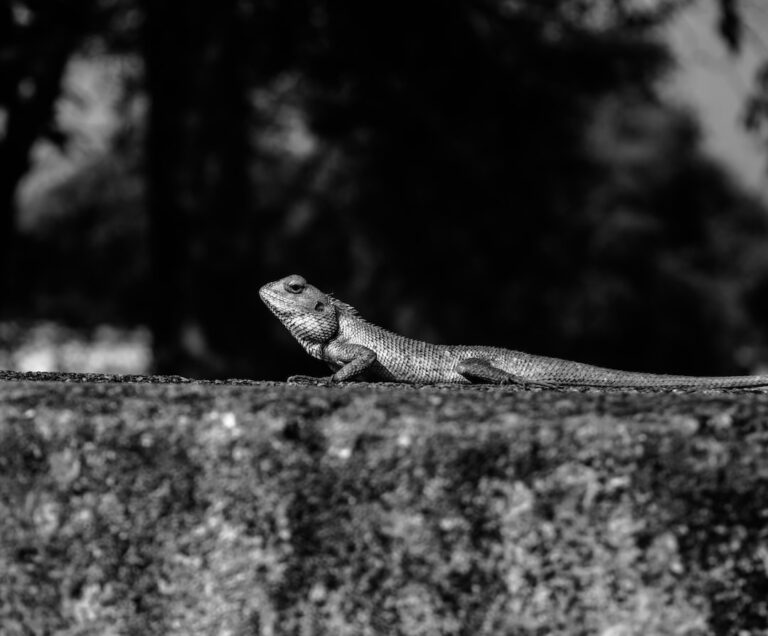 Why Do Iguanas Turn Black?