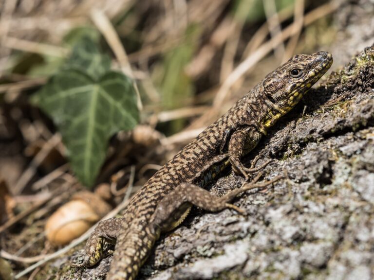 Do Iguanas Run Fast?