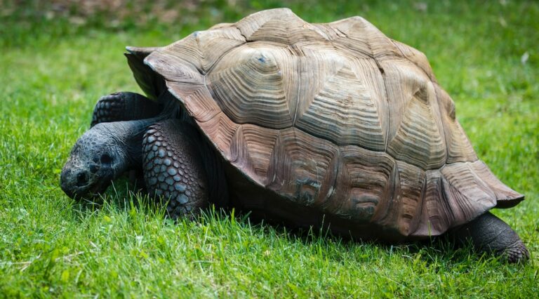 Why Do Turtles Hide In Their Shell?