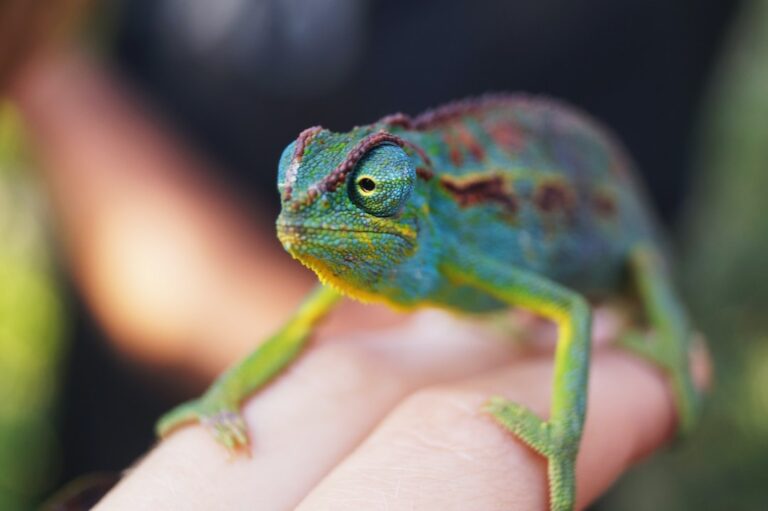 Why Do Chameleons Rub Their Eyes?