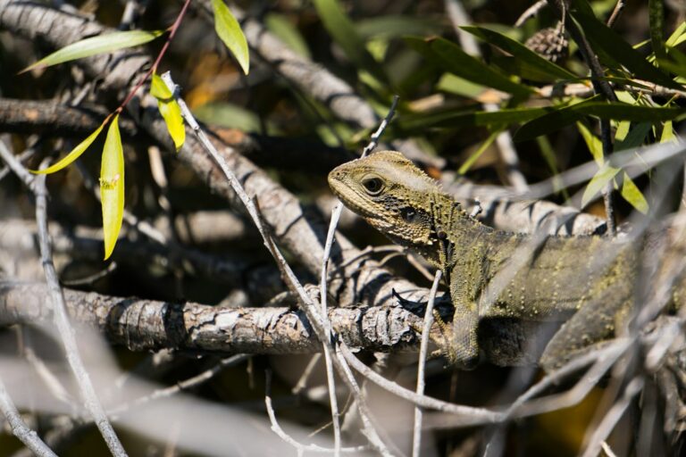 Do Iguanas Poop In Pools?