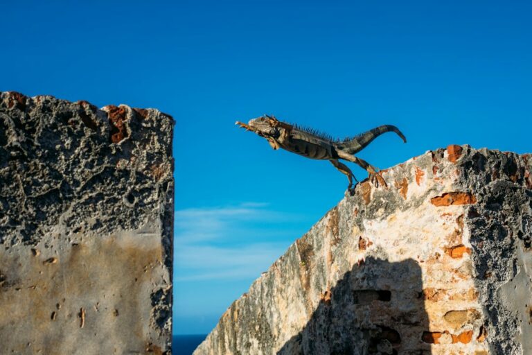 Do Iguanas Jump?