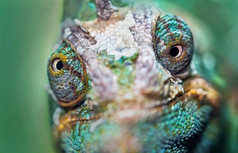 Why Do Chameleons Throw Up?