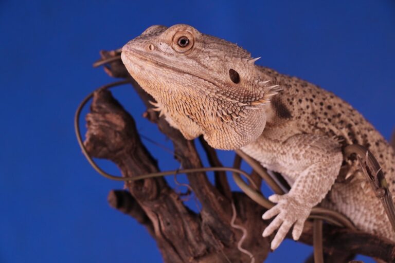 Are Bearded Dragons Cannibals?