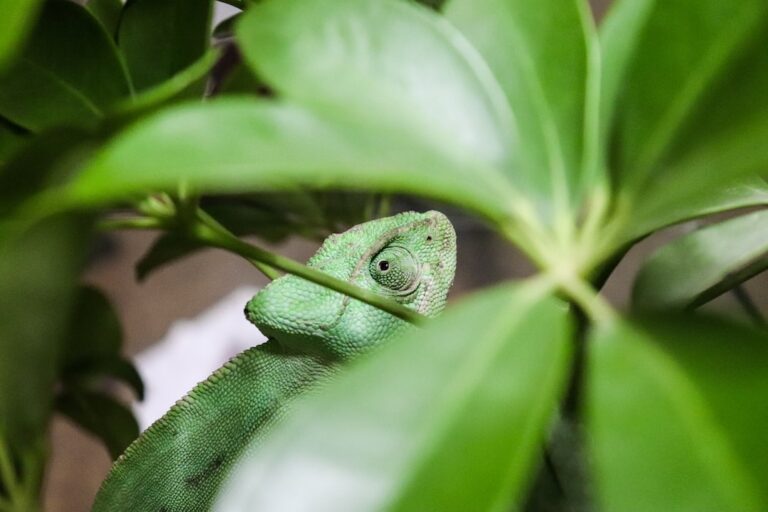 Can Iguanas Climb Walls?