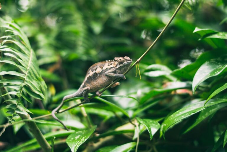 Can Chameleons Eat Spinach?