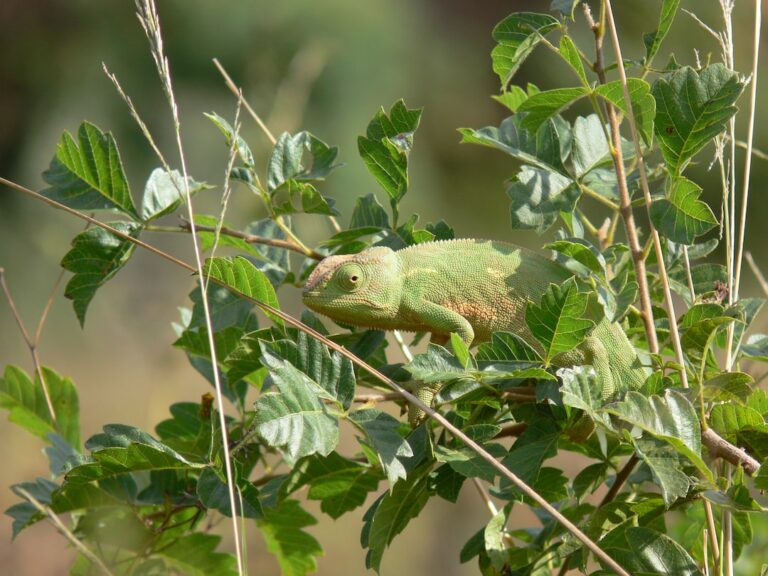 Are Chameleons Predators or Prey?