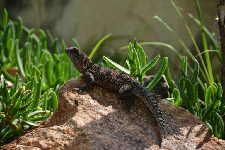 Are Bearded Dragons Arboreal?