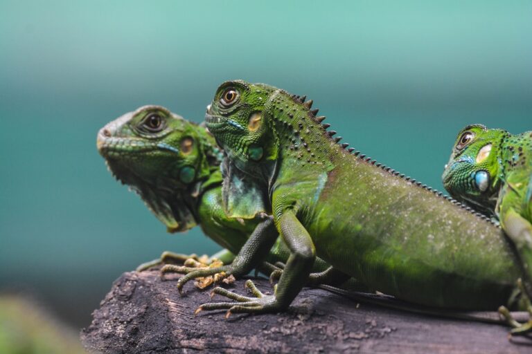 Can Iguanas Climb Glass?