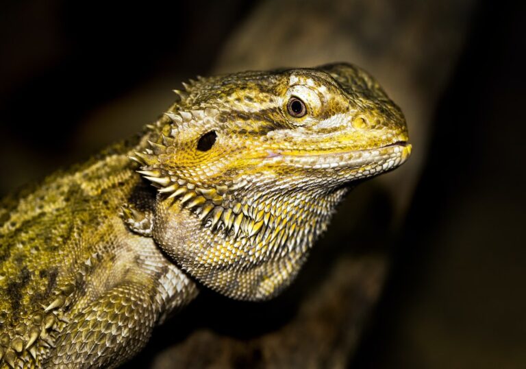 Are Bearded Dragons Blind?