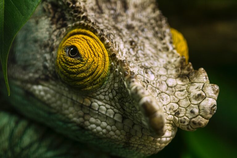 Can Chameleons Sleep Upside Down?