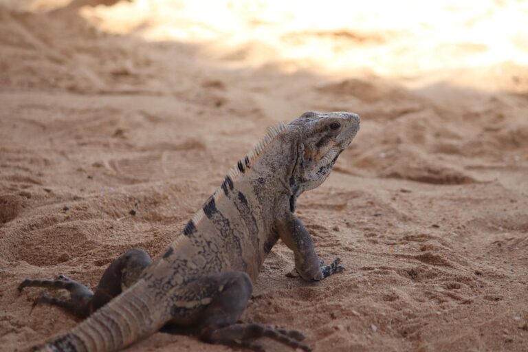 Do Iguanas Kill Birds?