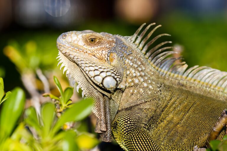 Why Do Iguanas Dig?