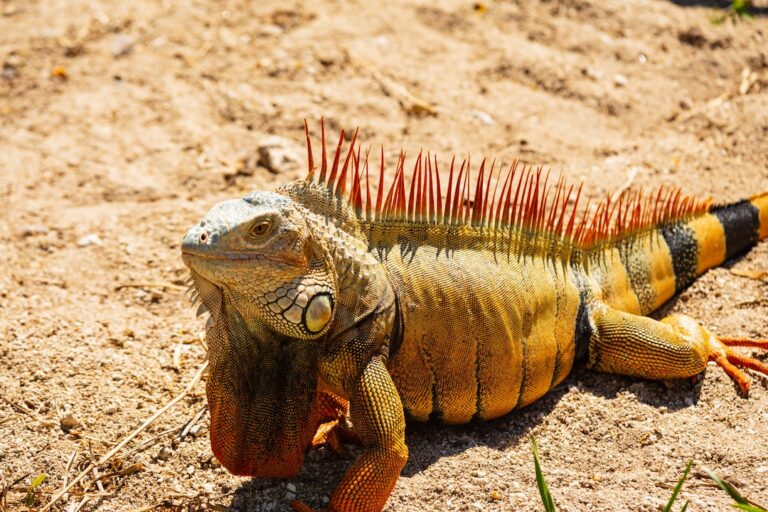 Do Iguanas Smell Bad?