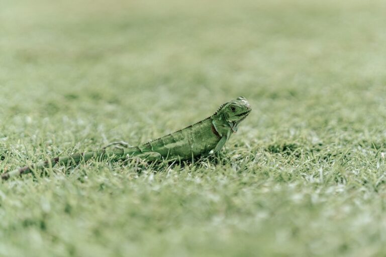 Do Iguanas’ Toes Grow Back?