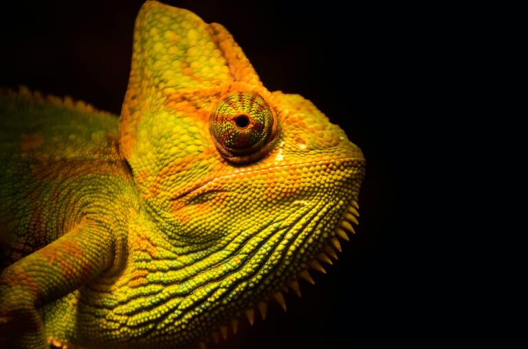 Can Chameleons Kill Themselves?