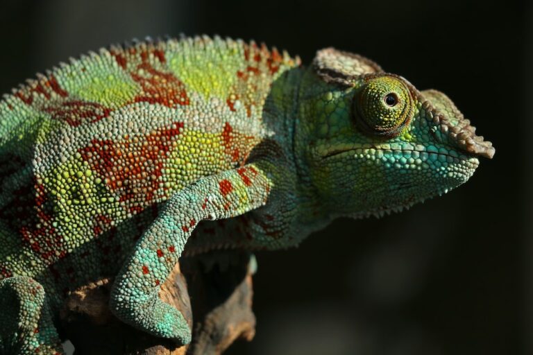 Do Chameleons Know When They Change Color?