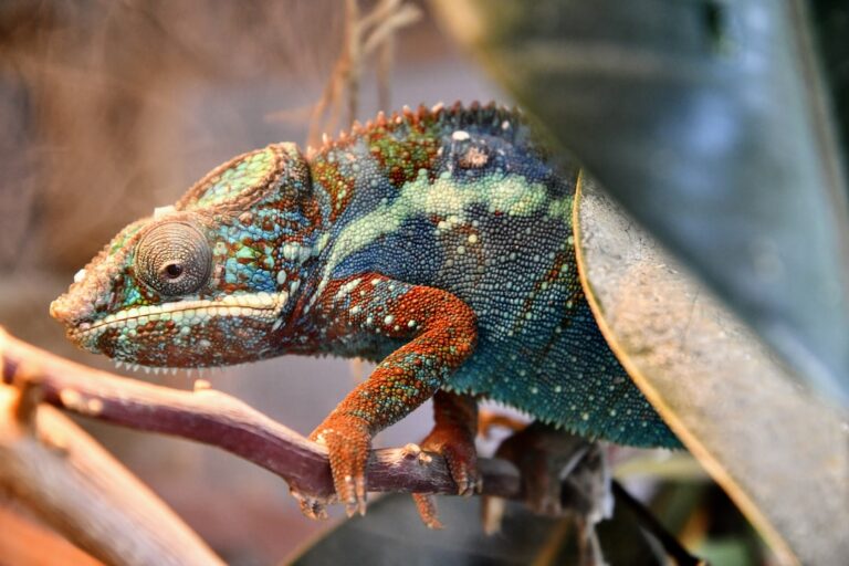 When Do Chameleons First Shed?