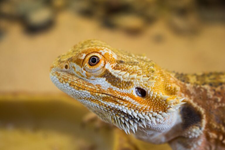 Are Bearded Dragons Protective of Their Owners?