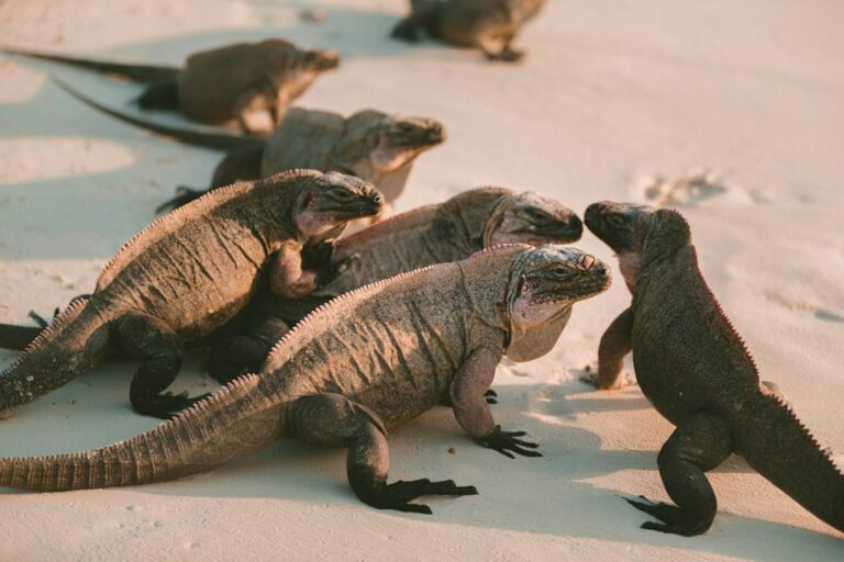 Do Iguanas Travel In Packs?