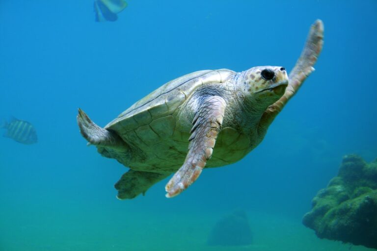 Why Do Turtles Keep Their Mouths Open?