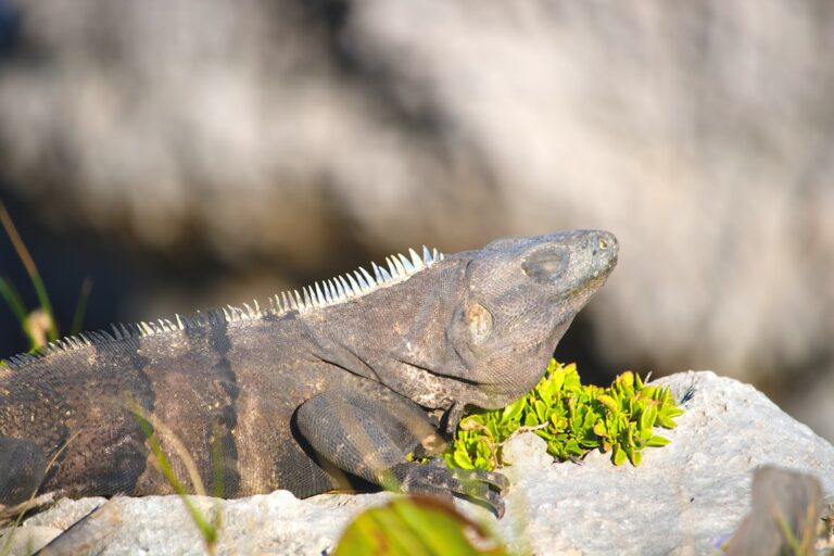 Do Iguanas Take Care of Their Young?