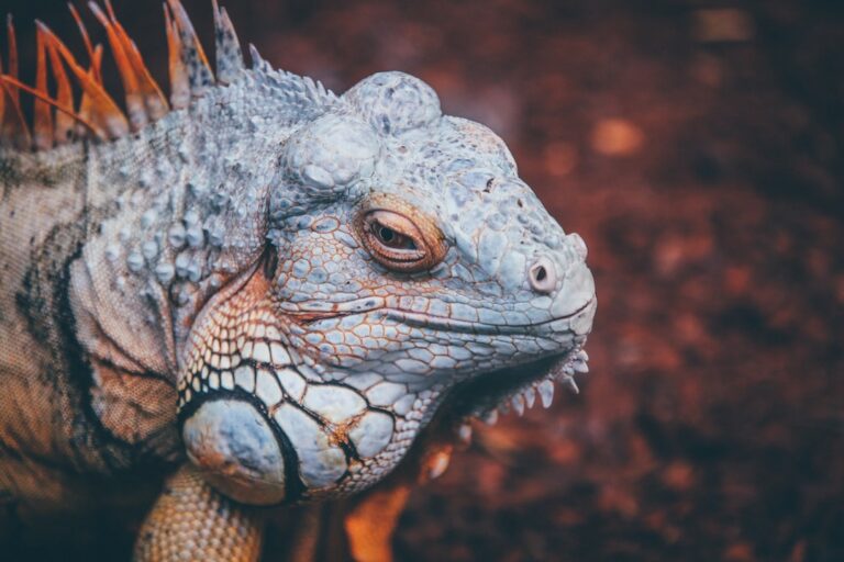 Do Iguanas Live Underground?