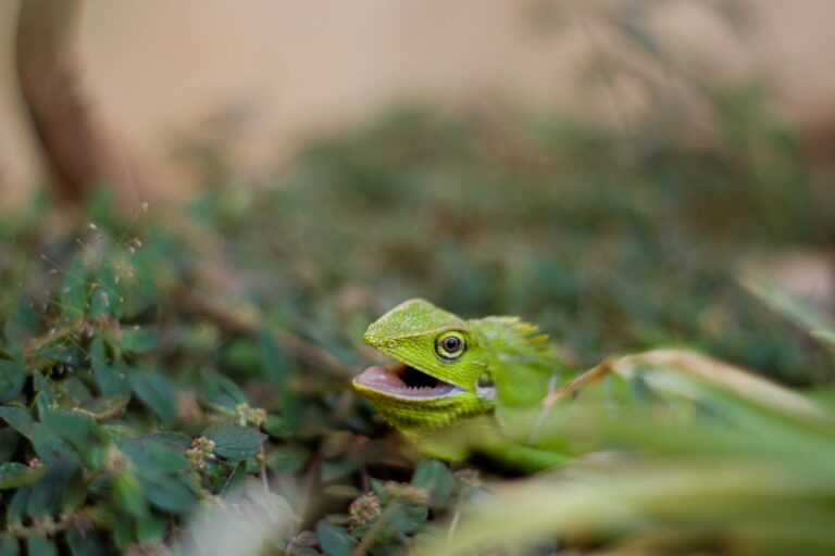 Do Iguanas Eat Other Lizards?