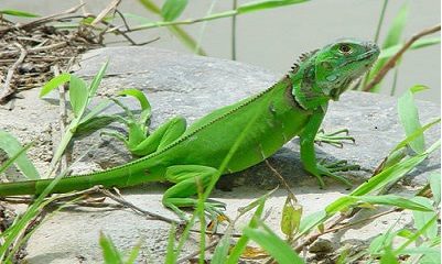 Iguana Housing