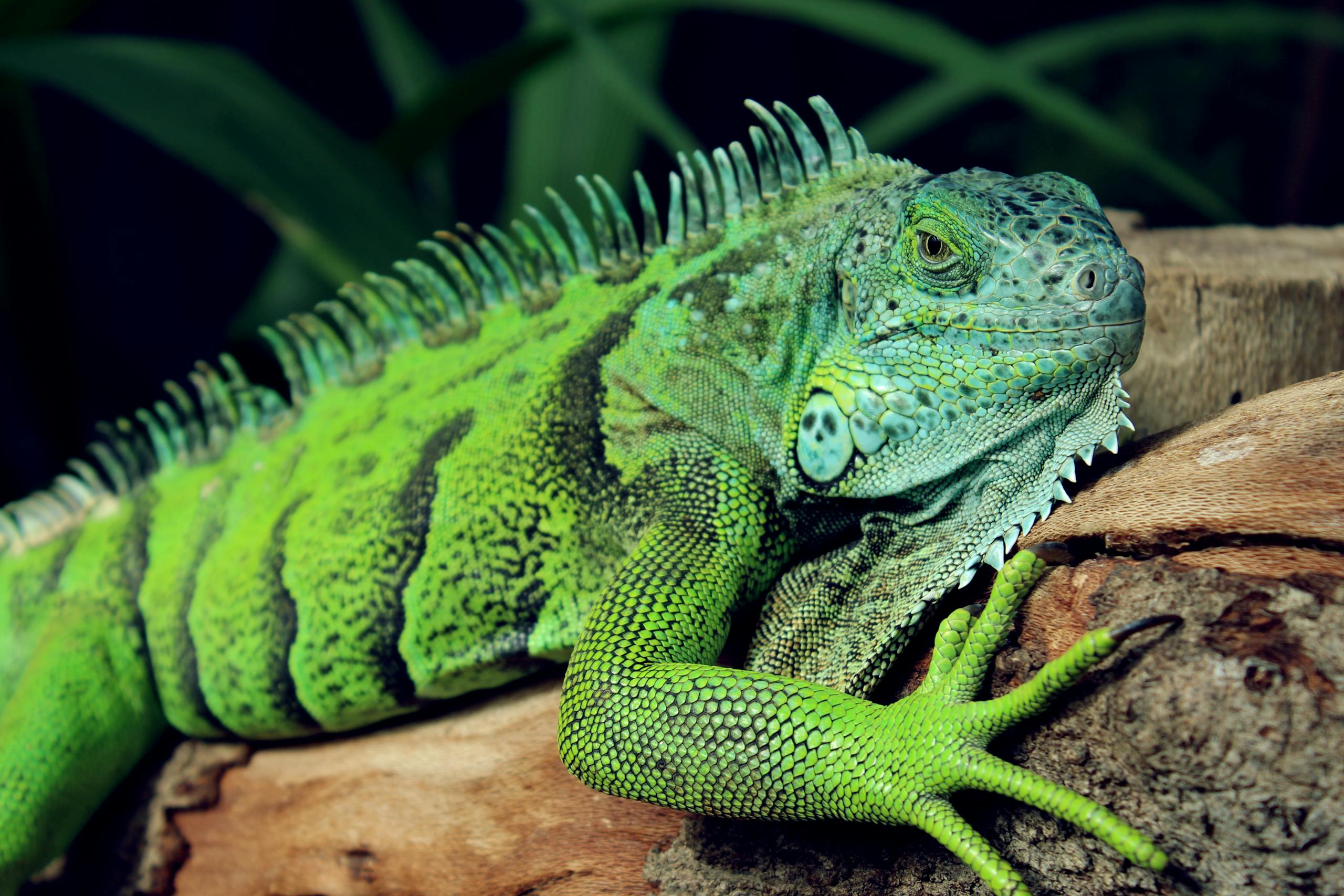 Close-up photo of a green iguana (Iguana iguana) resting on a tree branch, showcasing its vivid scales.